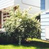 Cheyenne Mock Orange #1 - Image 2